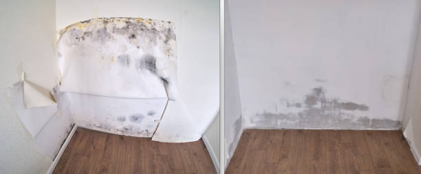 Mold Removal Process in Glendale, AZ